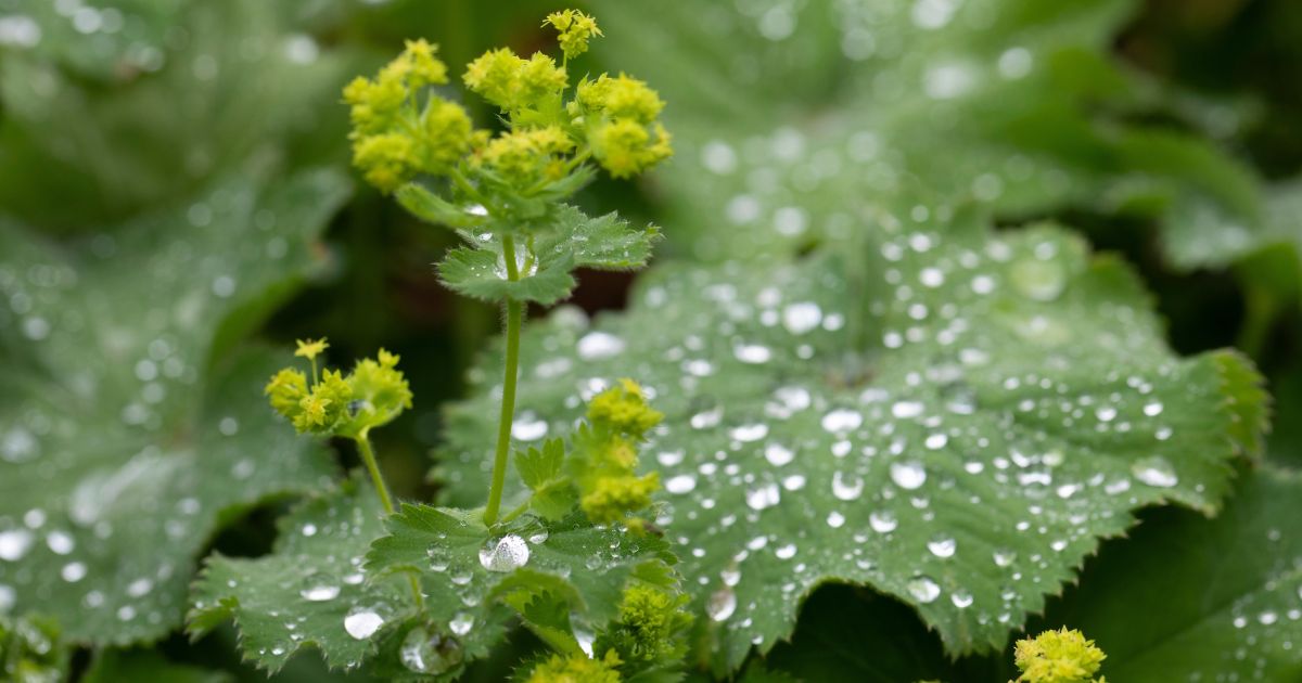 alchemilkovy caj na otehotnenie